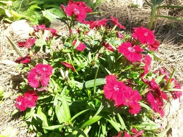 Carnation Assorted