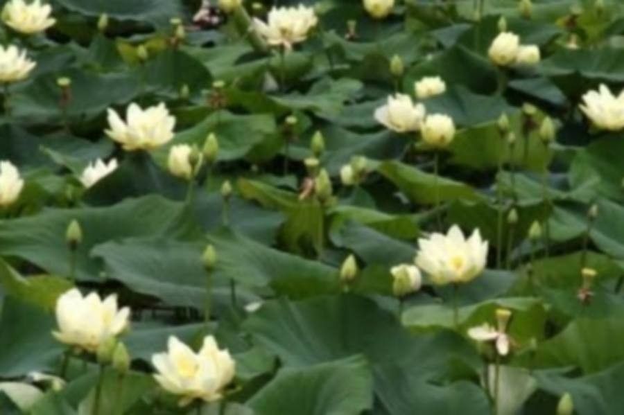 Mist Lotus Pods