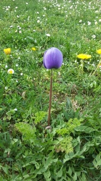 Anemone Assorted Very Cat Tail