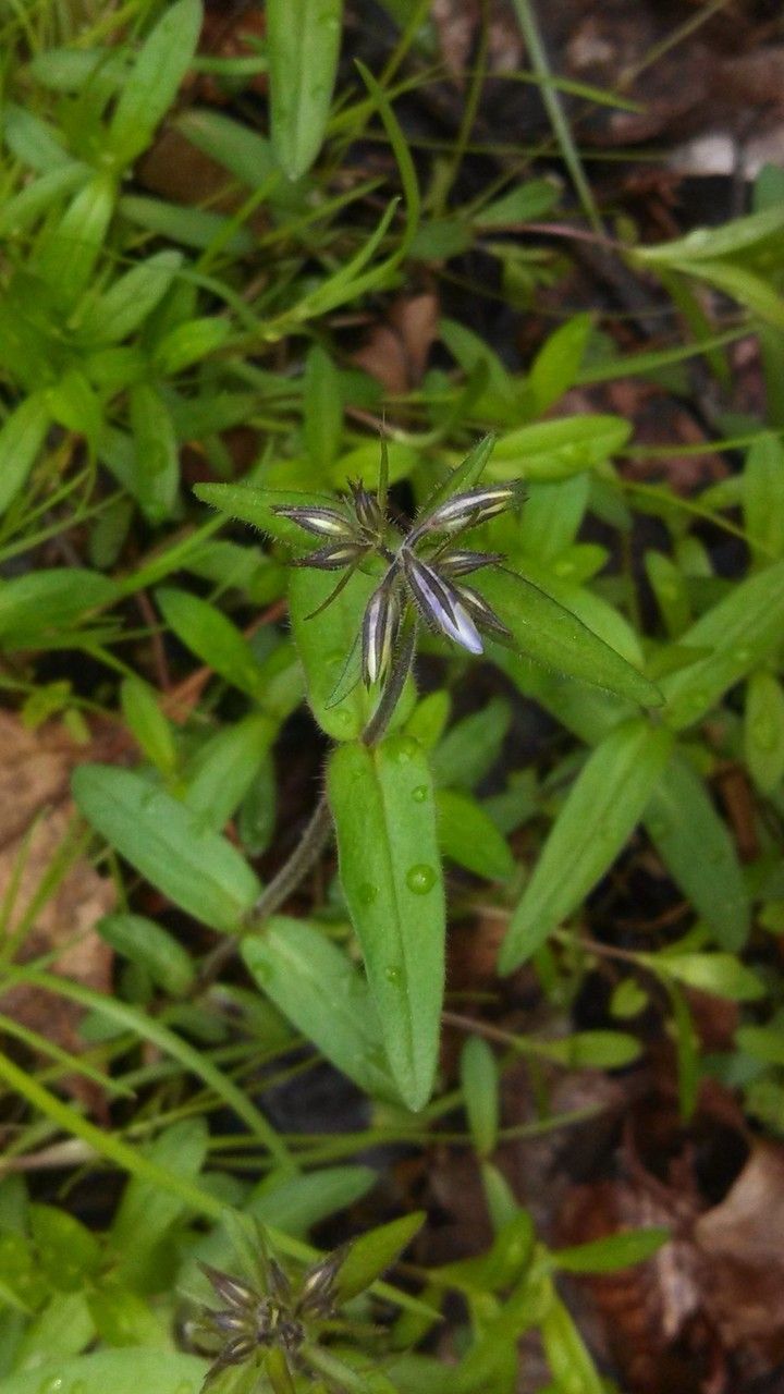 Phlox Assorted Thrptomene Calcynia