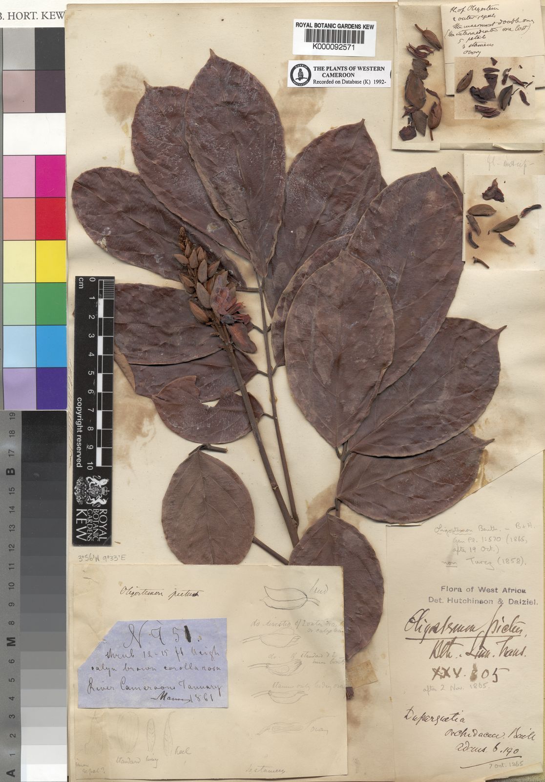 Flax Assorted Japhette Orchid