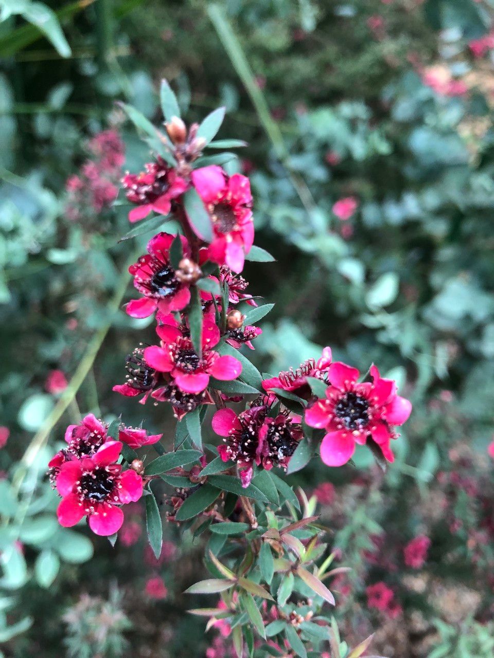 Leptospermum