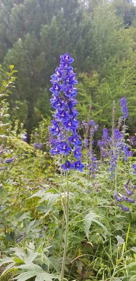 Delphinium Bella Donna L Imited