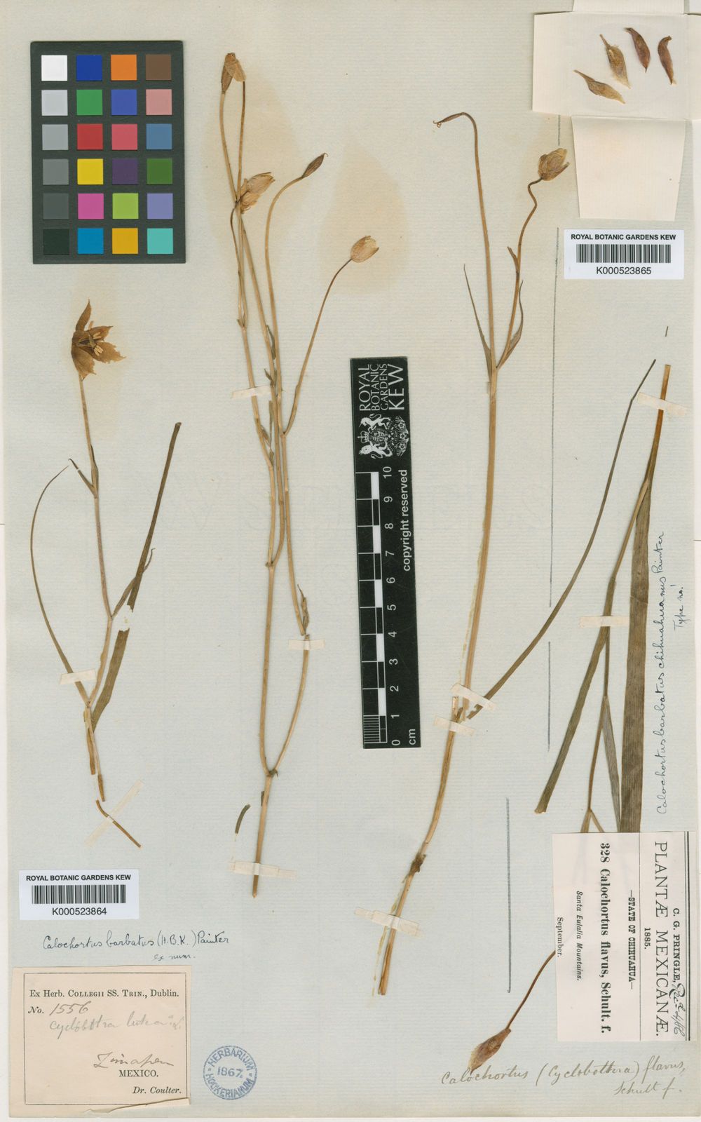Fritillaria, Acmopetala, Elwesii, Imperialis, Meleagris, Persica, Raddeana, Sewerzowii