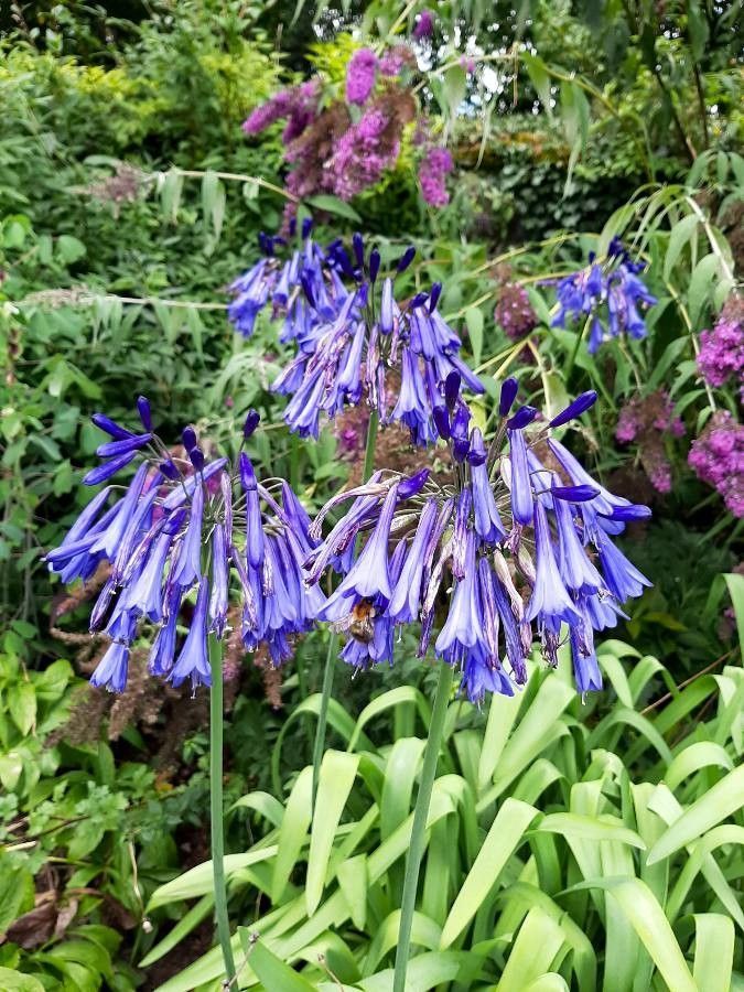Agapanthus (Agapanthus L'Hér.) - Flower - Available year-round