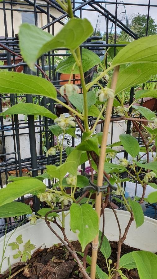 Fernshoots Brown Kiwi Vine