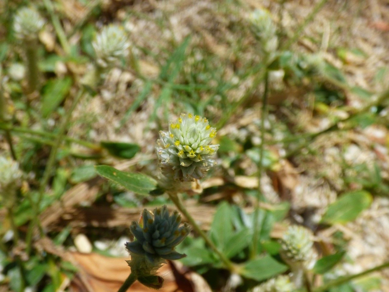 Gomphrena
