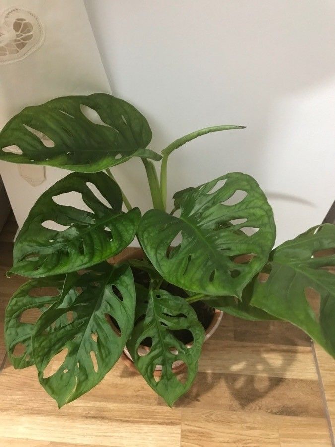 Honey Bracelet Monstera