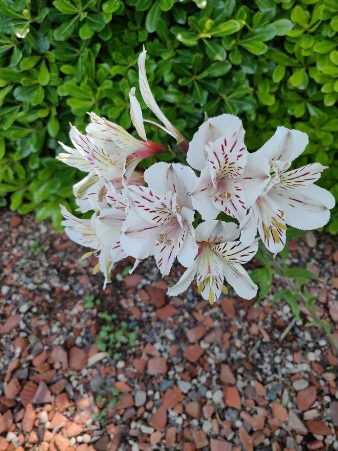 Alstroemeria (Alstroemeria) - Flower - Available year-round