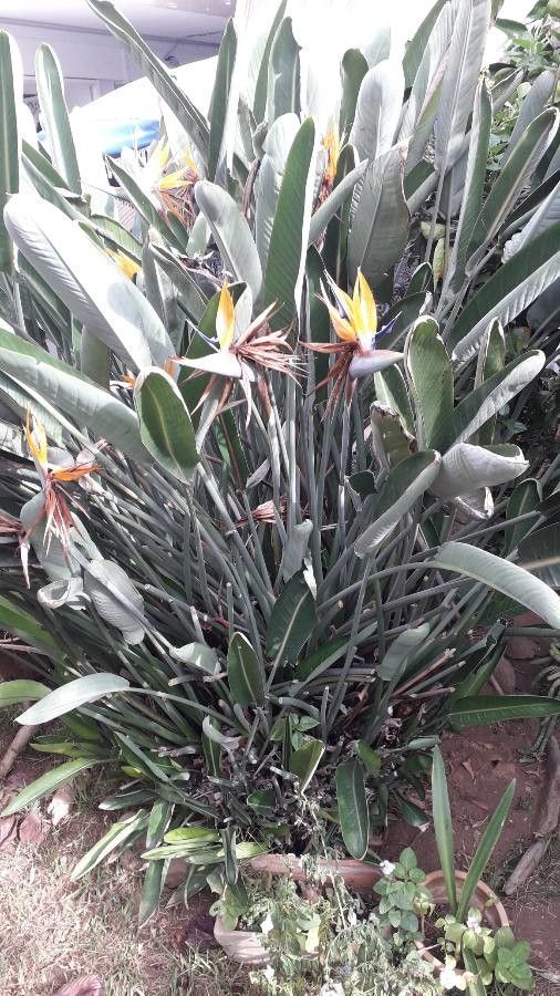 Birds Of Paradise