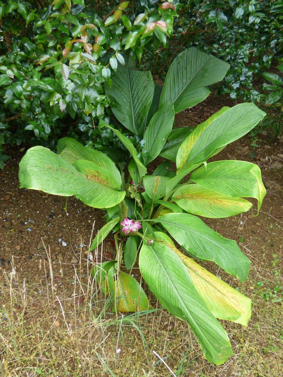 Bay Laurel Deflexus