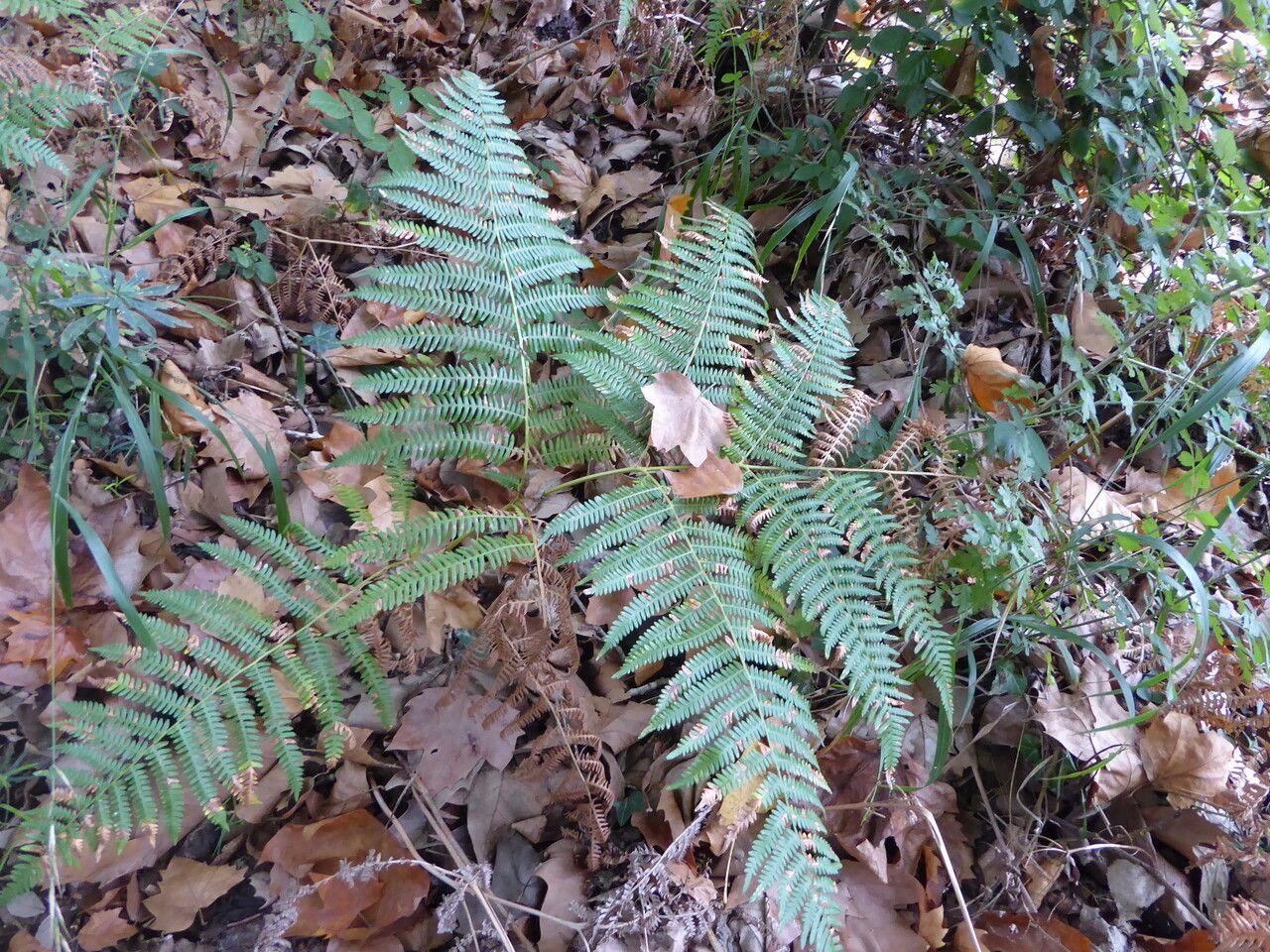 Brake Fern/Flat Fern