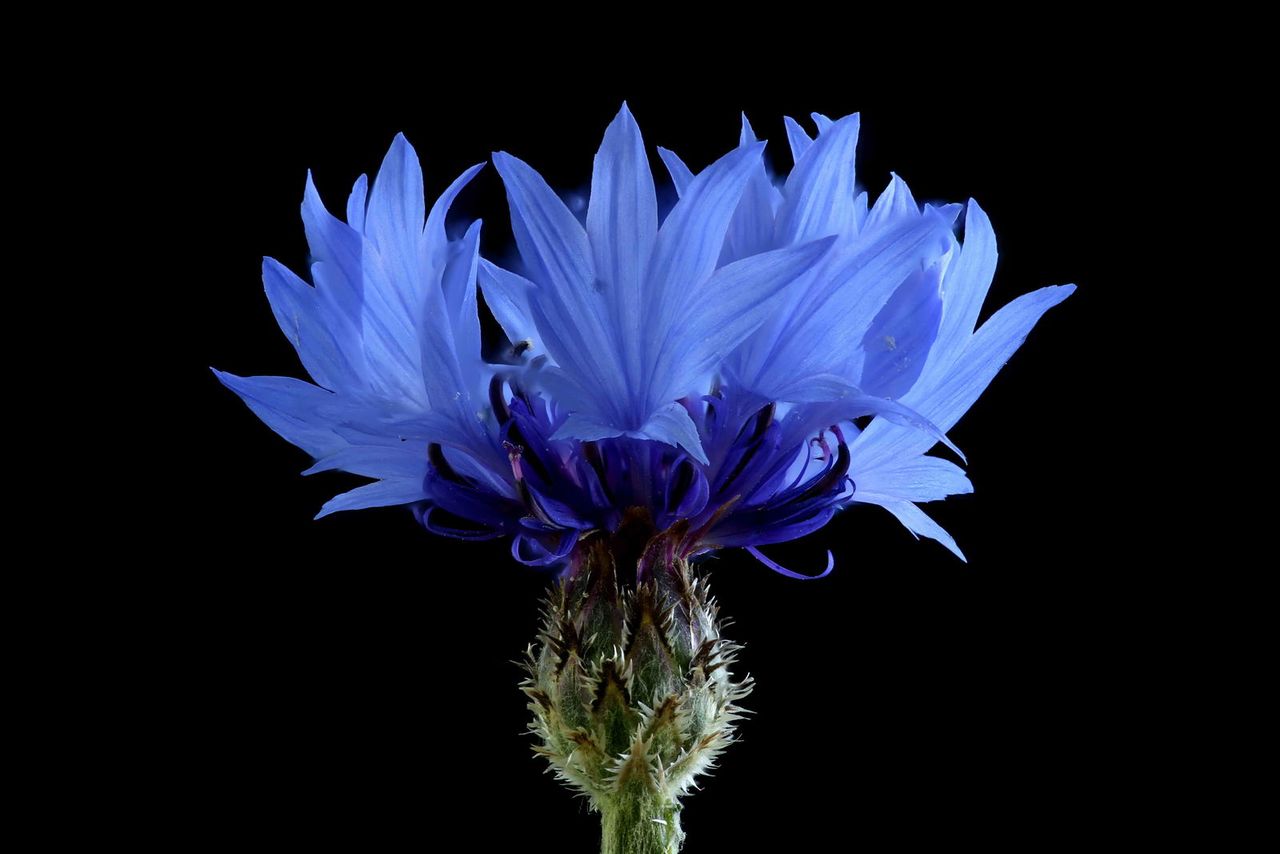 Cornflower (Centaurea cyanus) - Flower - Seasonal availability (8 months)