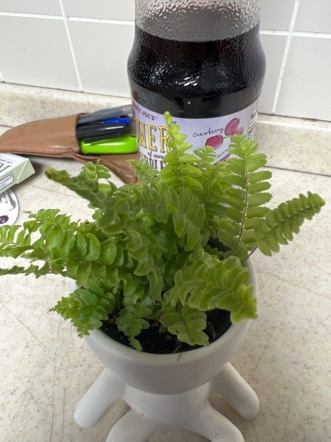 Pineapplep Ink Sword Fern