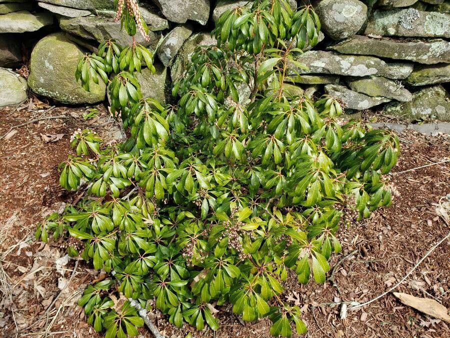 Pieris Japonica
