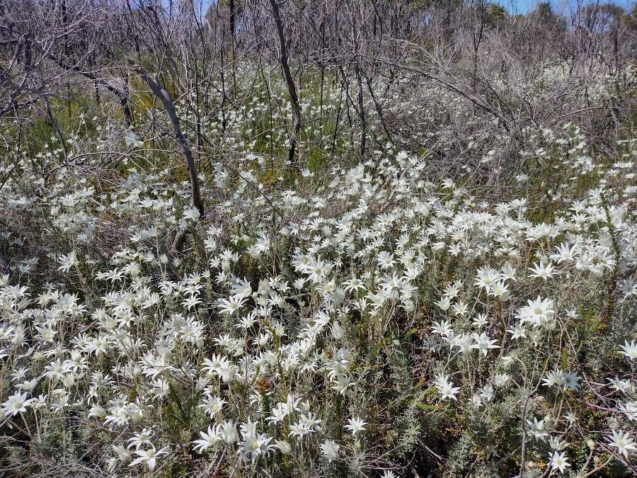 Flannel Flower