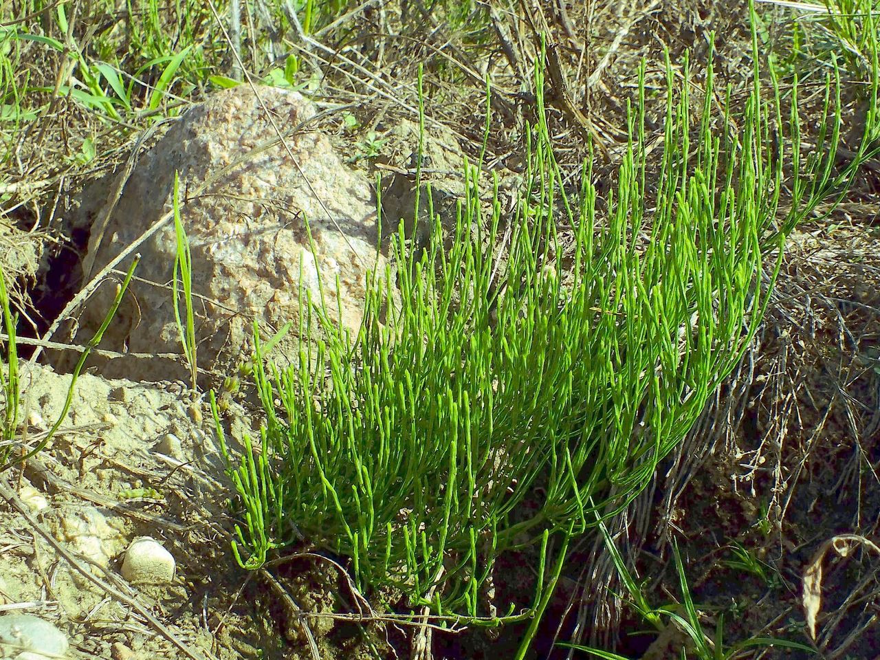 Horse Tail Mixed Evergreens