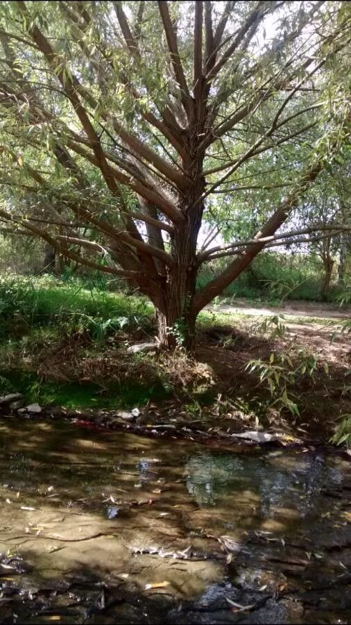 Curly Willow Medium 4-5ft+