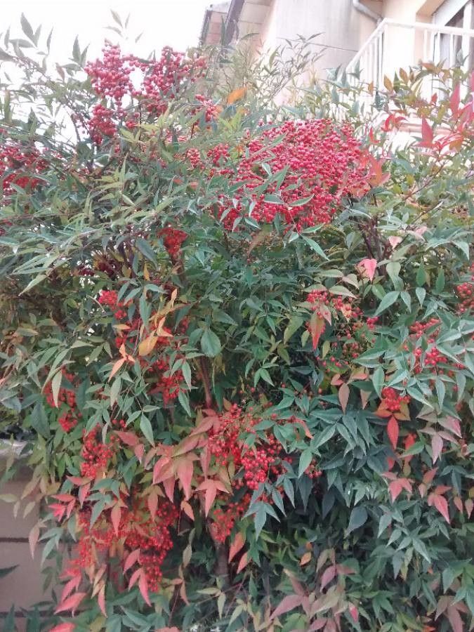 Nandina Tips Springerii