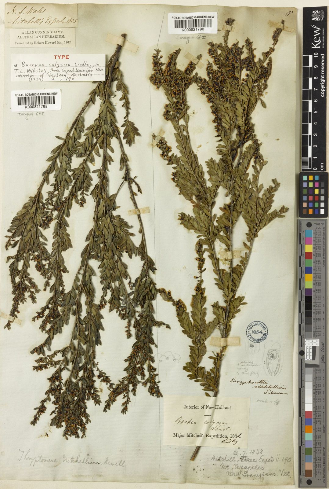 Pod Clematis Thrptomene Calcynia