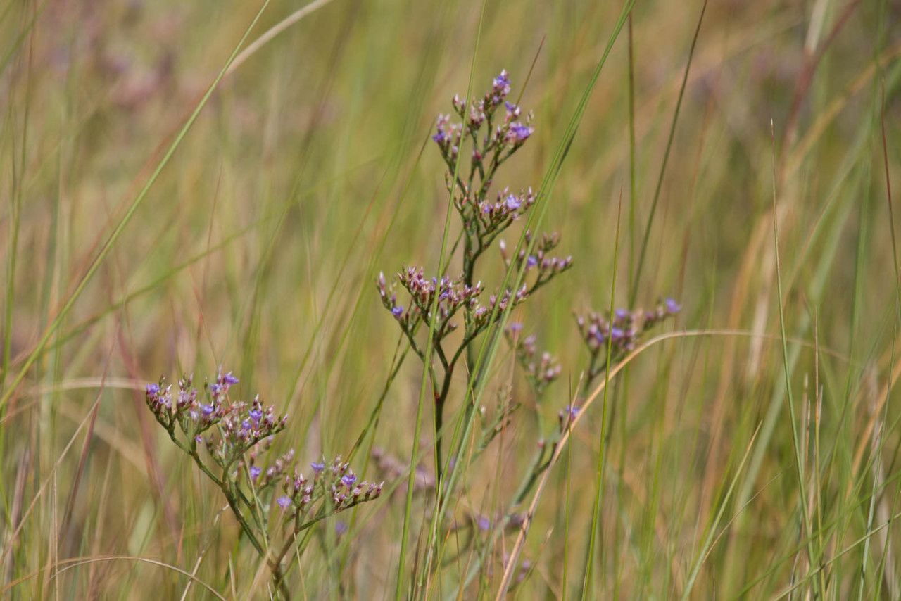 Limonium Misty Or