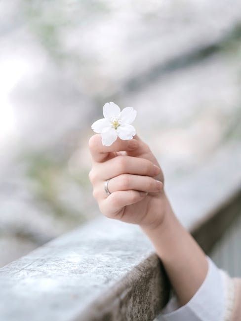 Brunia (Brunia Lam.) - Flower - Seasonal availability (11 months)