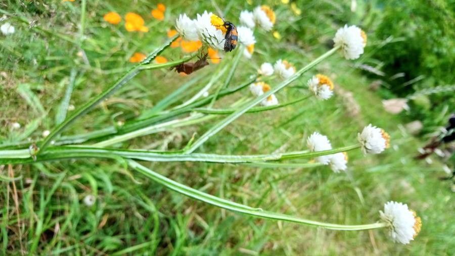 Ammobium (Ammobium R.Br.) - Flower - Seasonal availability (10 months)