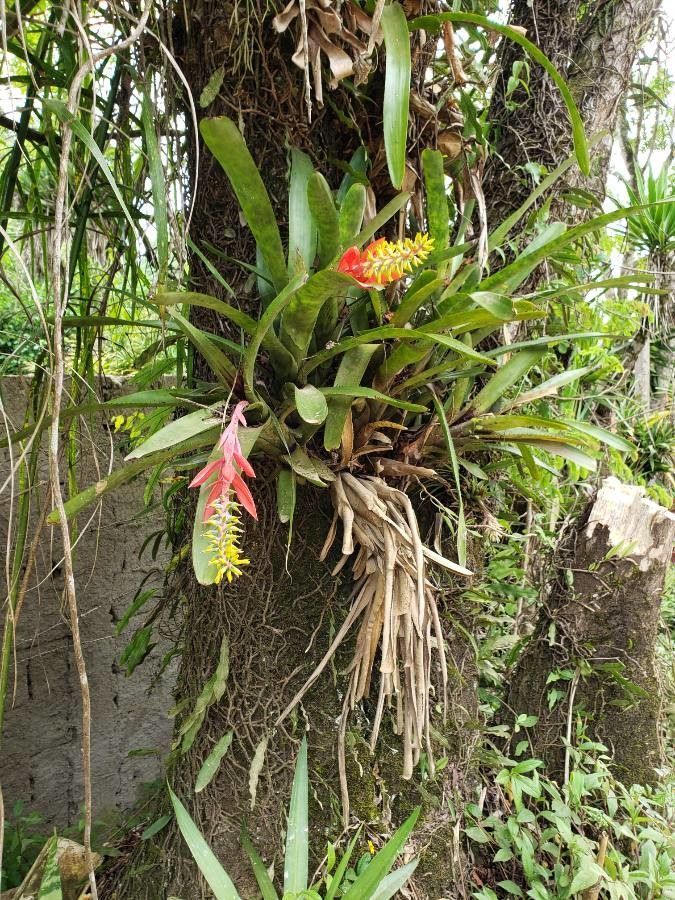 Bromeliad Eriostomen