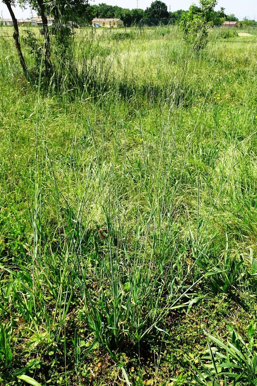 Grass Oats Lily Royal Hybrid Assorted