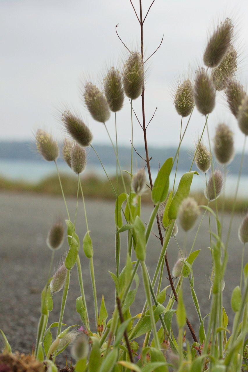 Grass Bunny Tail