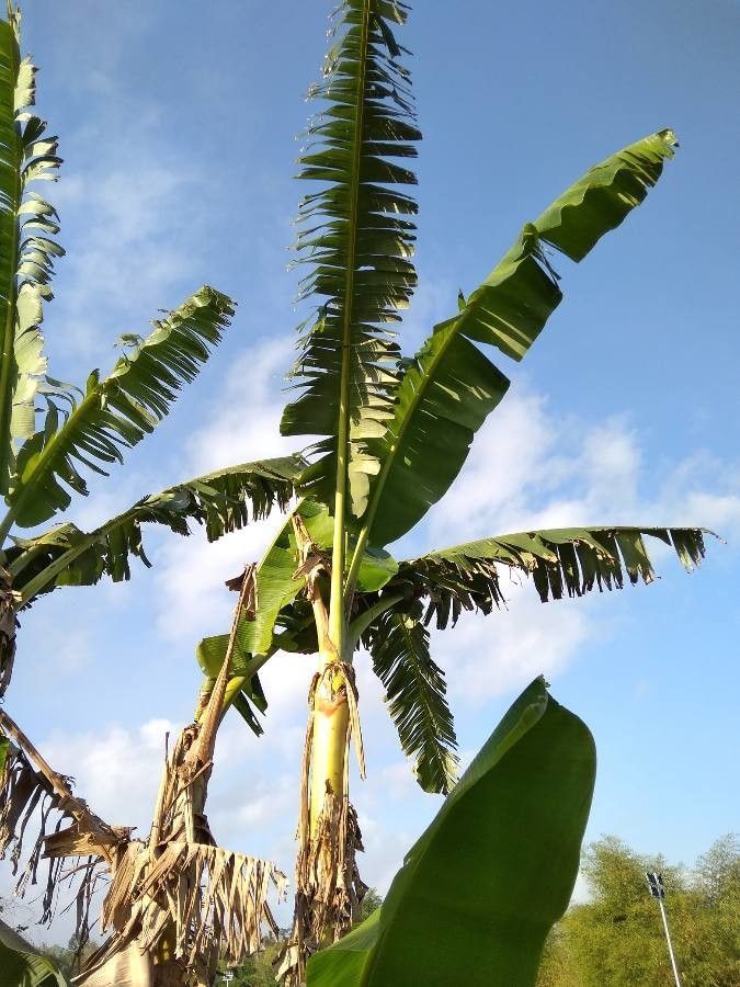 Banana Leaf