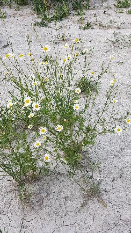 Chamomile Button And