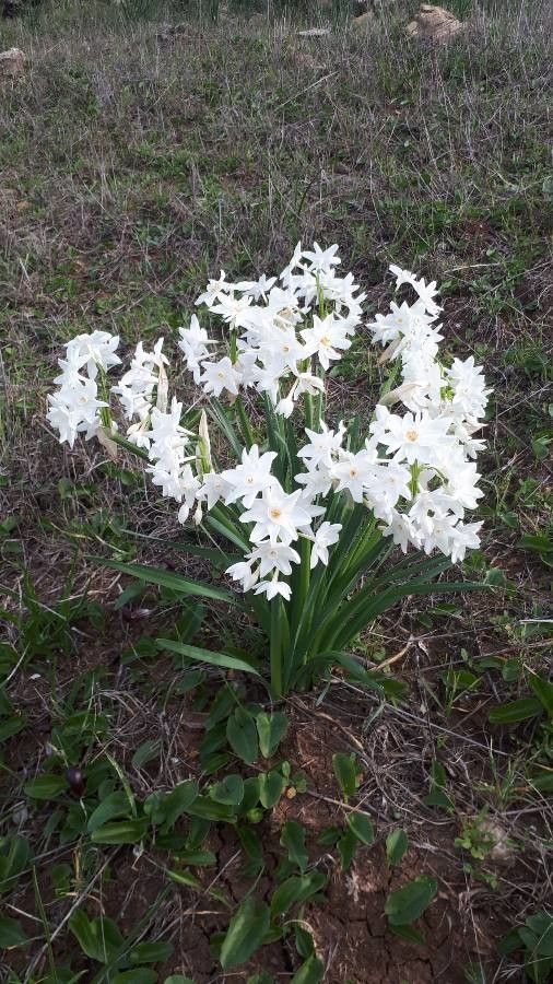 Narcissus Paperwhites