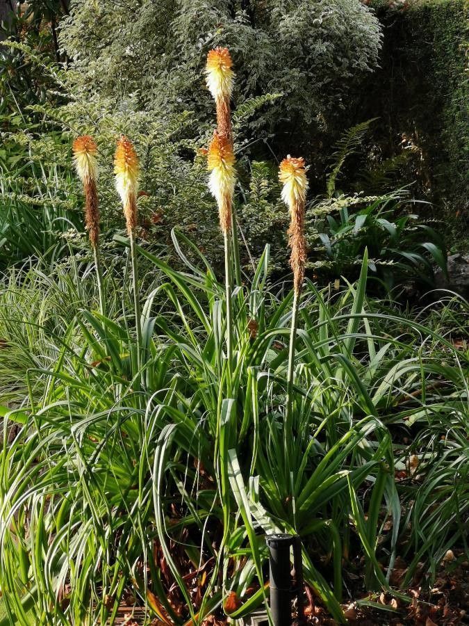 Kniphofia