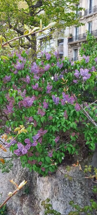 Lilac Dutch And Local