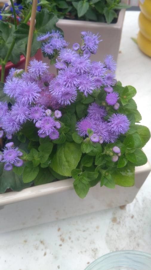 Ageratum (Ageratum) - Flower - Seasonal availability (5 months)