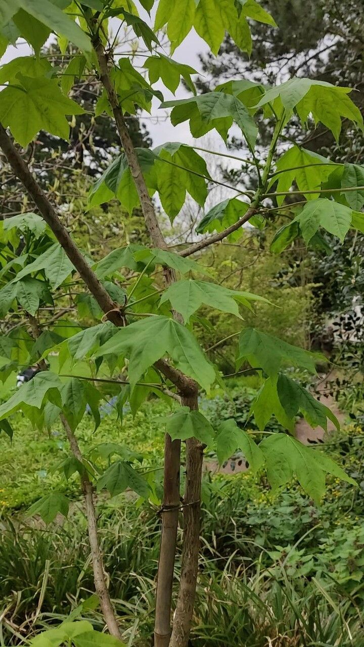 Aralia Foliage