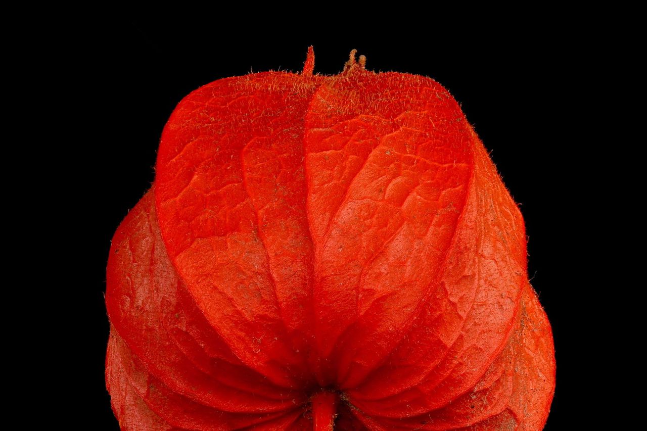 Chinese Lanterns