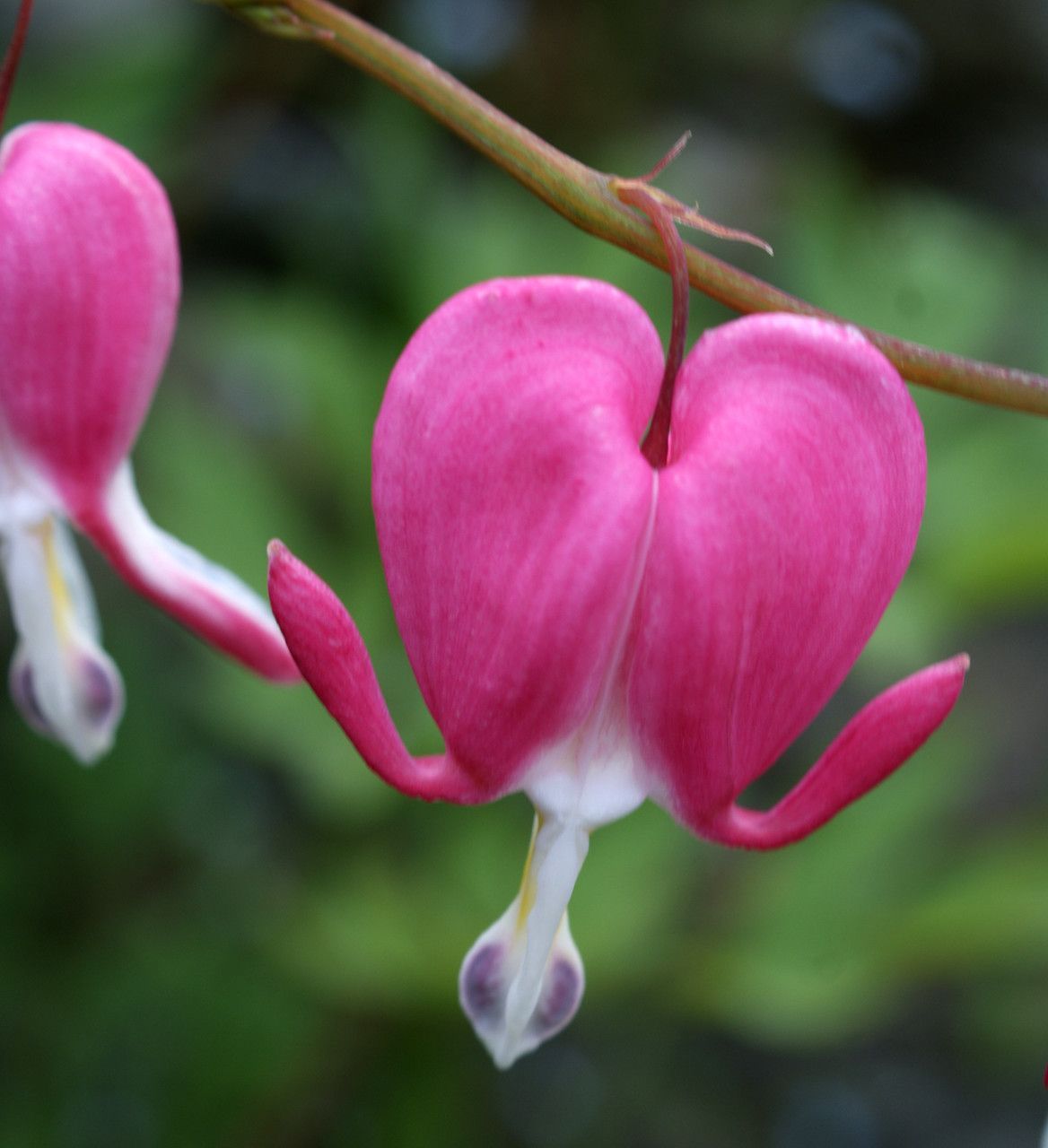 Bleeding Heart (Dicentra spectabilis) - Flower - Available in March, April, May