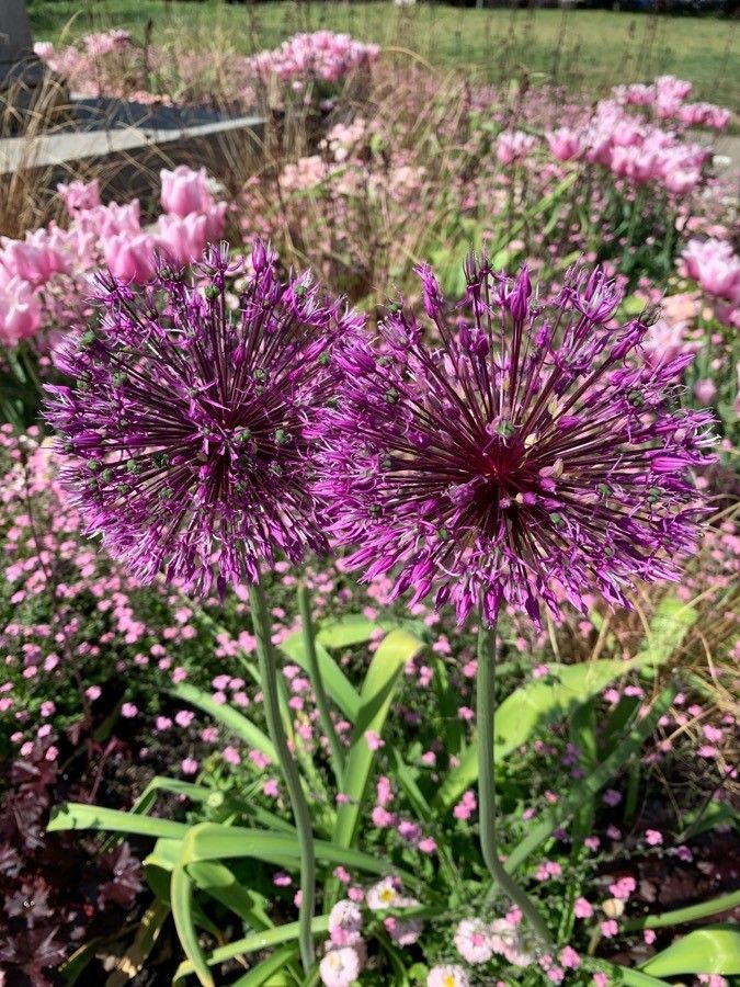 Allium “Cowanii” (Allium L.) - Flower - Seasonal availability (5 months)