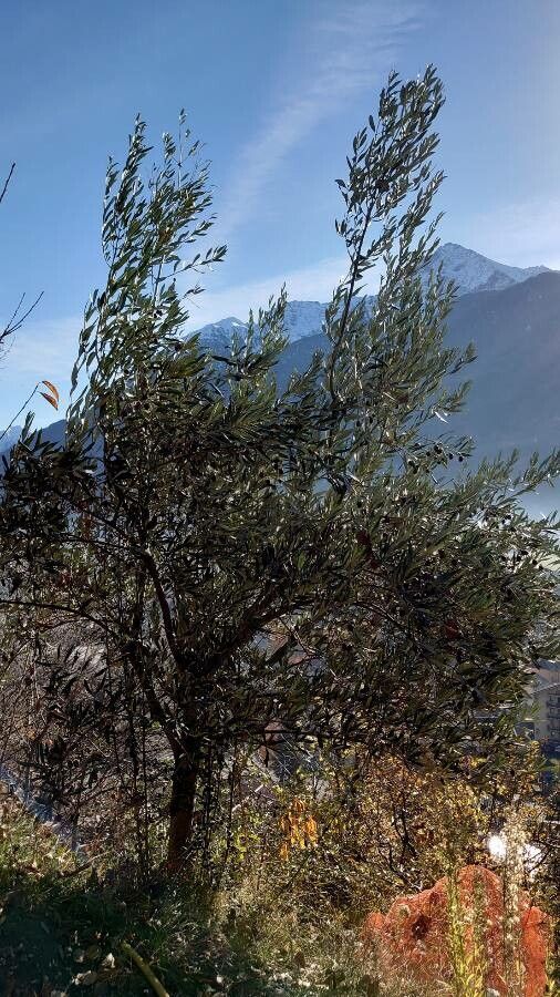 Olive Branches Steel Grass