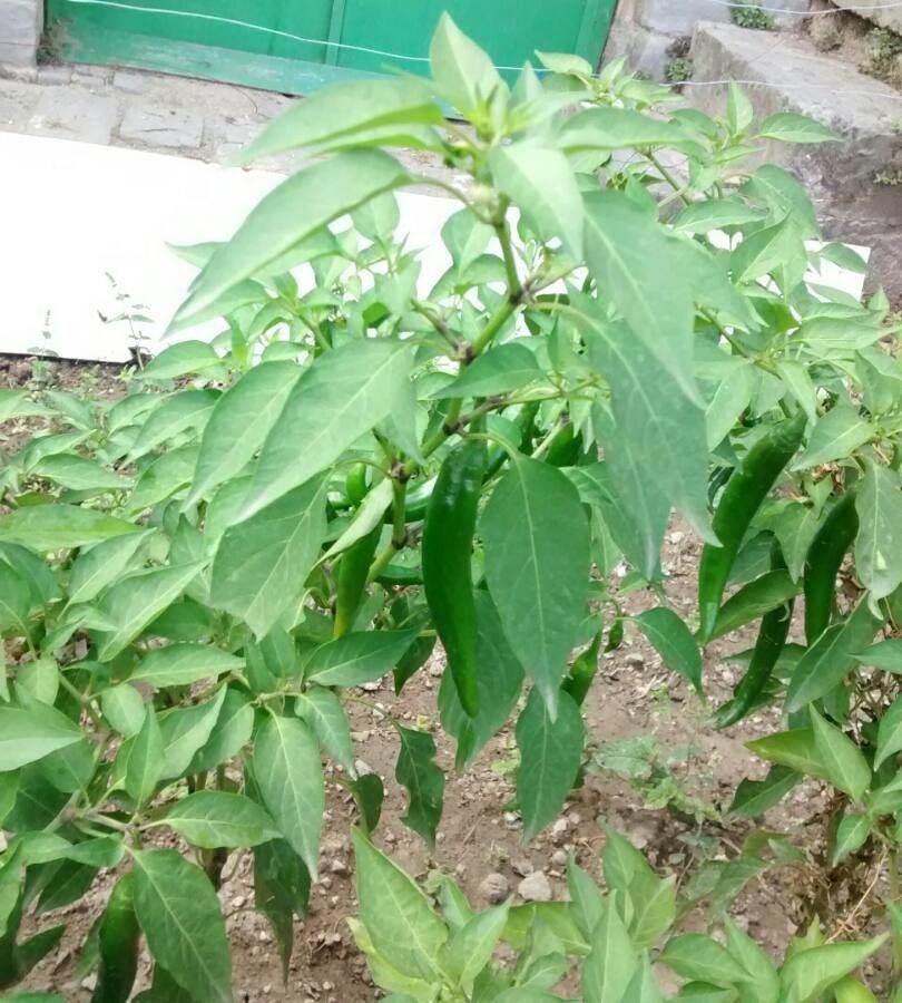 Chile Pepper