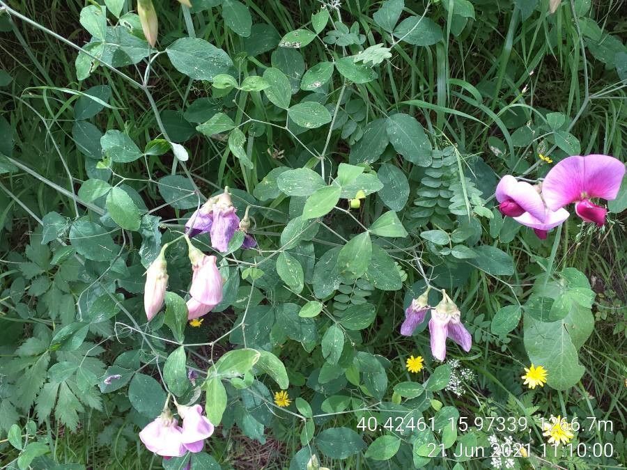 Peonies Sweet Peas Assorted