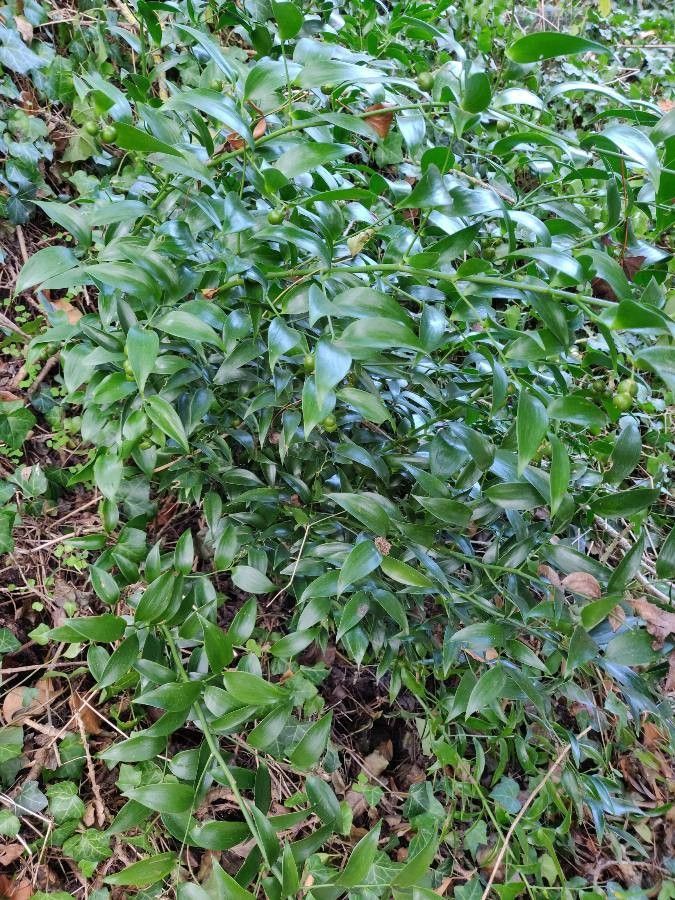 Mossy Branches Medium Smilax Bag