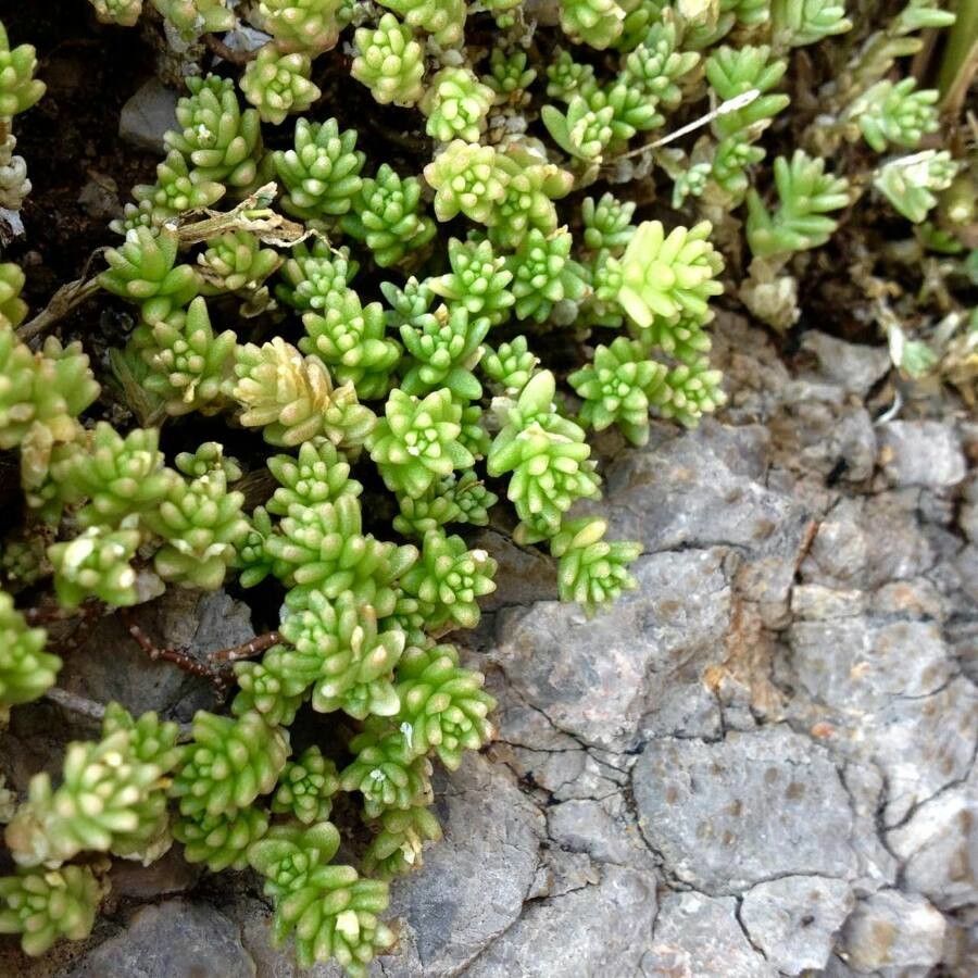 Moss Mood, Sheet, Spanish & Sphagnum Sedum