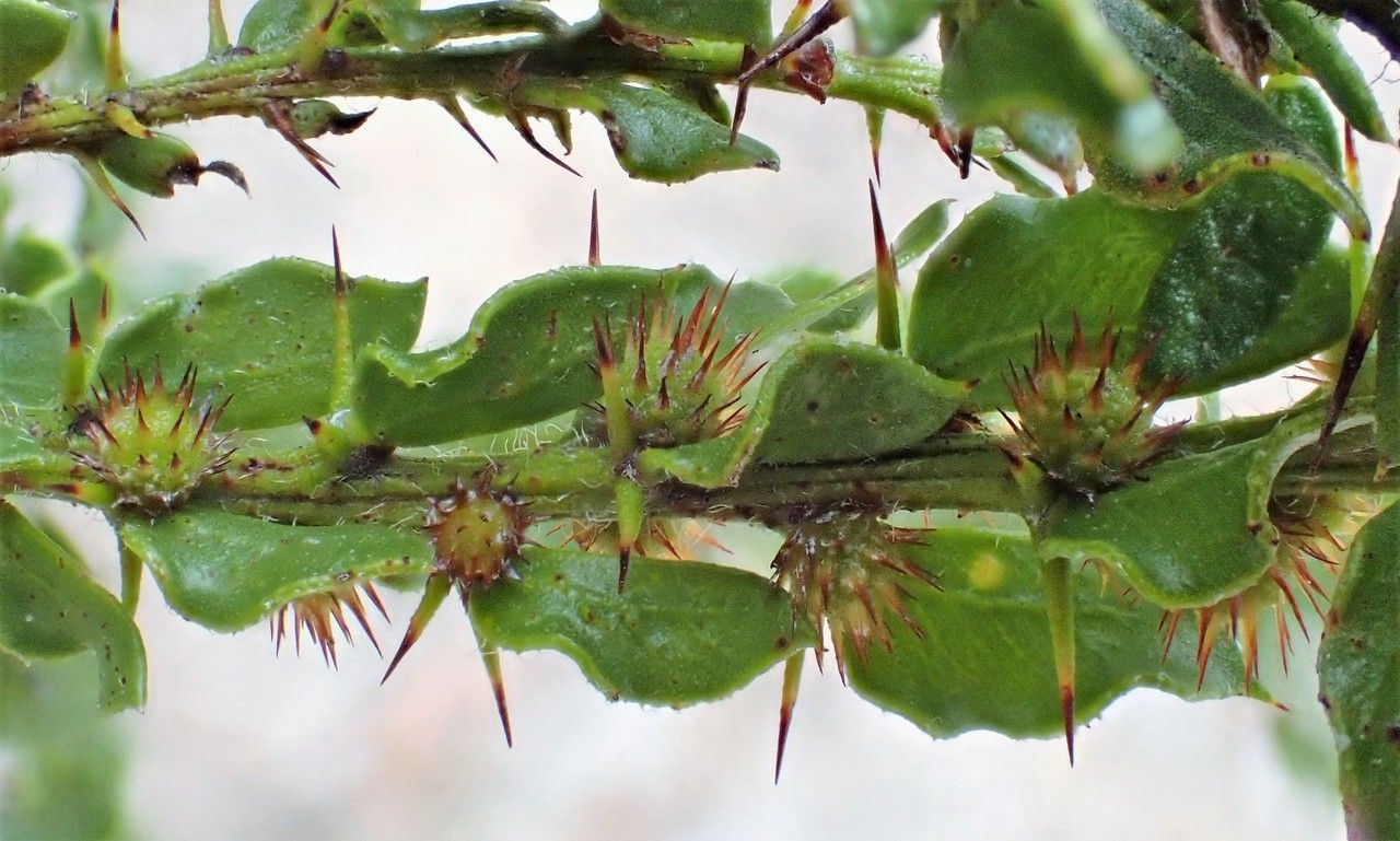 Acacia Foliage