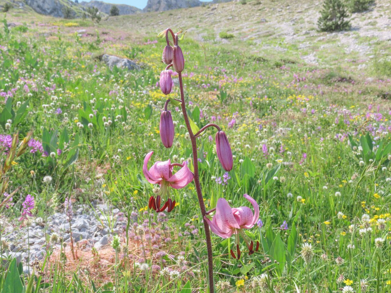 Mist Lily Oriental