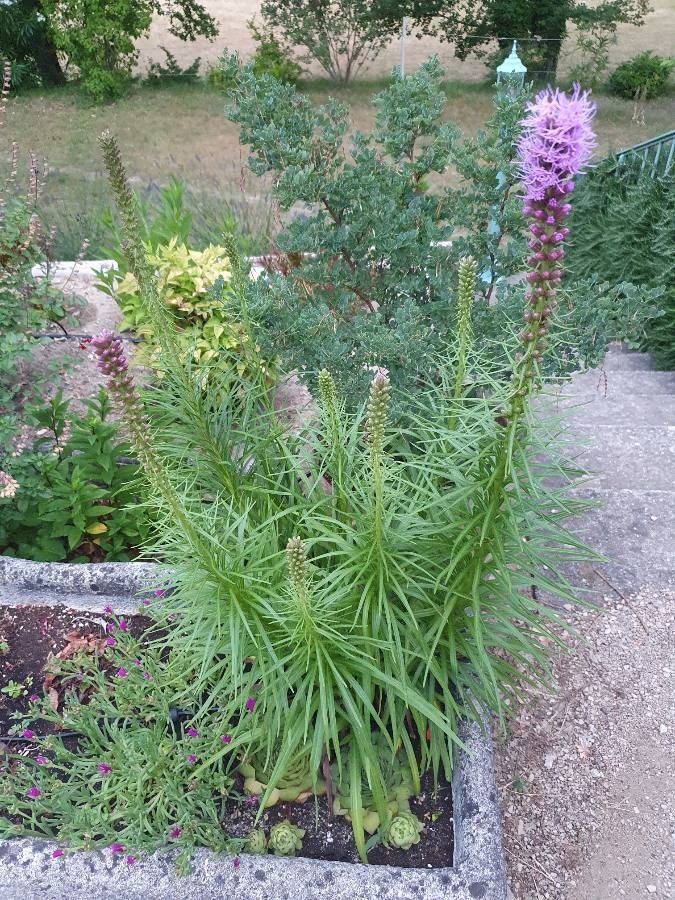 Liatris