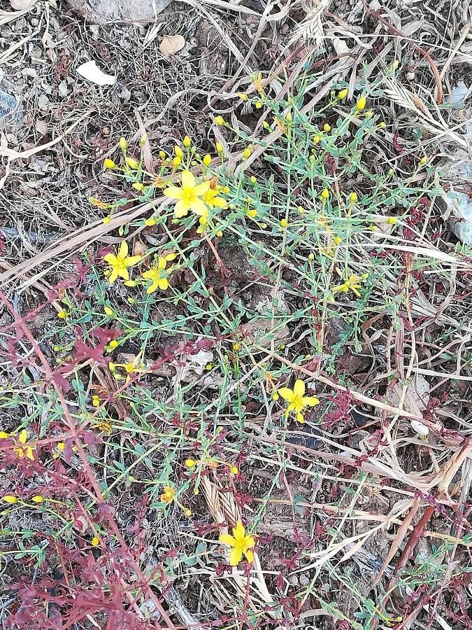 Hypericum Assorted Oncidiumg Iant Hawaii