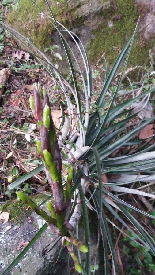 Bromeliad